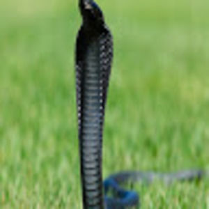 Meet your Posher, Precious